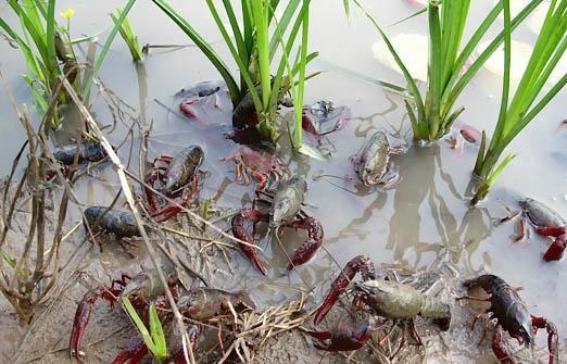 图:小龙虾稻田养殖示范