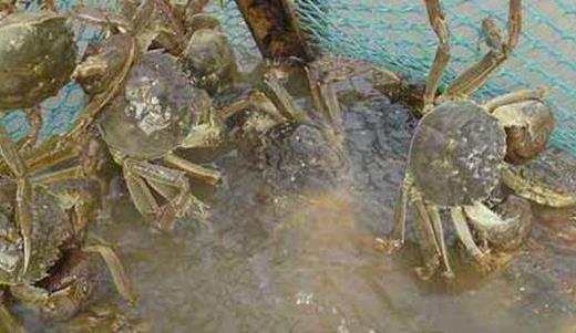 河蟹养殖技术要点与日常管理的主要内容