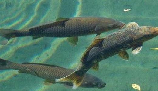 鱼类异斧虫病病原是什么