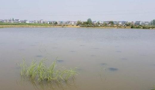 大水面池塘主养草食性鱼类效益显著(大水面生态渔业)