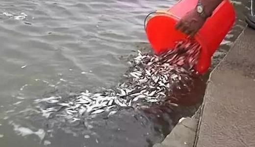怎样降低池塘养鱼饵料系数的关键技术