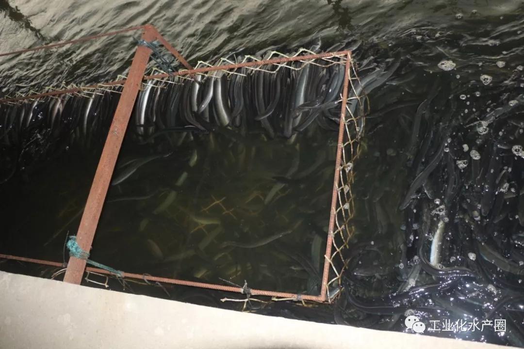 鳗鱼养殖利润(鳗鱼的尾水污染的解决措施)-第2张图片-锐角网