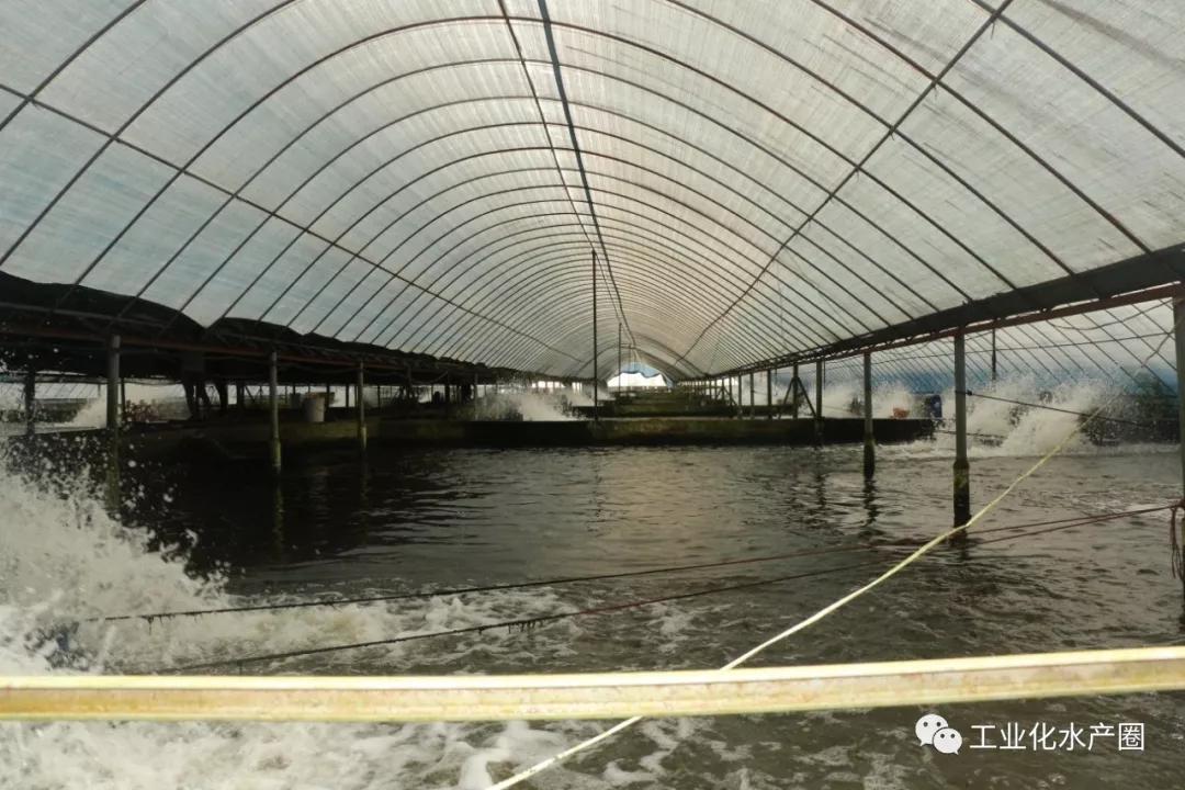 鳗鱼养殖利润(鳗鱼的尾水污染的解决措施)-第3张图片-锐角网