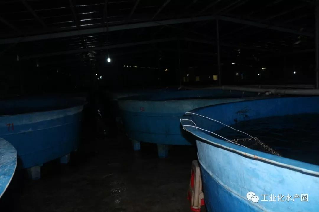 鳗鱼养殖利润(鳗鱼的尾水污染的解决措施)-第7张图片-锐角网