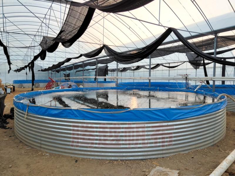 罗非鱼养殖设备(镀锌板帆布鱼池养殖的注意事项) 水产养殖 第2张