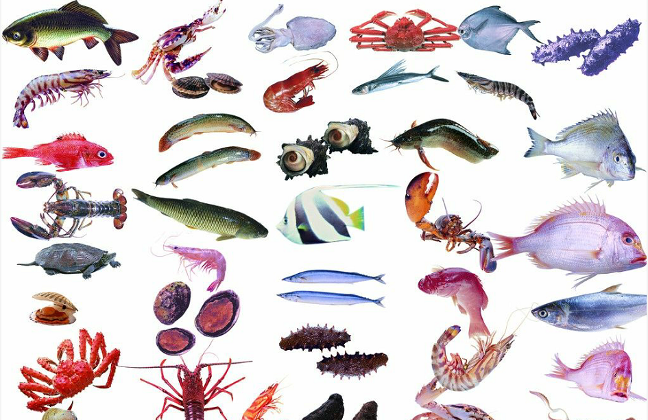 淡水动物养殖品种(七种大宗淡水鱼类介绍)