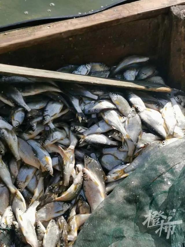 千岛湖里最好吃的两种鱼(对中国本土水域有何影响) 水产养殖 第3张