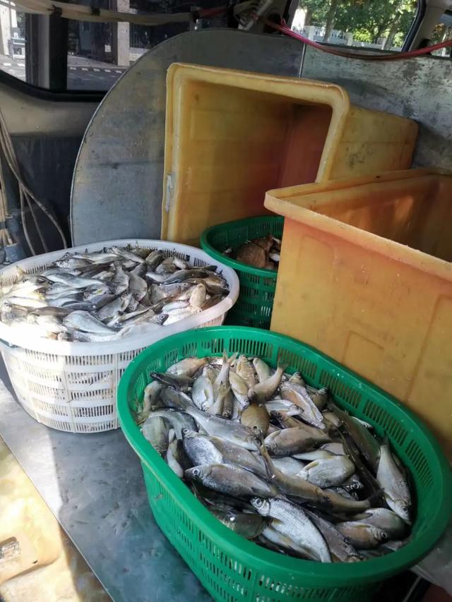 千岛湖里最好吃的两种鱼(对中国本土水域有何影响) 水产养殖 第4张