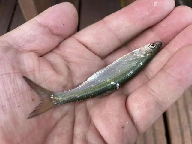 千岛湖里最好吃的两种鱼(对中国本土水域有何影响) 水产养殖 第5张