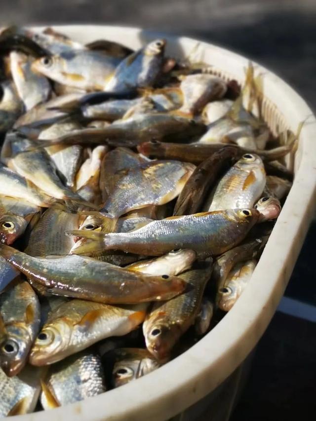 千岛湖里最好吃的两种鱼(对中国本土水域有何影响) 水产养殖 第6张